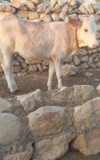 دو راس گوساله نر