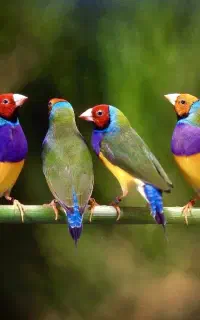 فنچ گلدین
