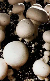 نیازمندسرمایه گذار برای تولید