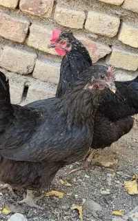 مرغ تخمگذار