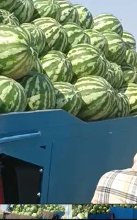 هندوانه به شرط