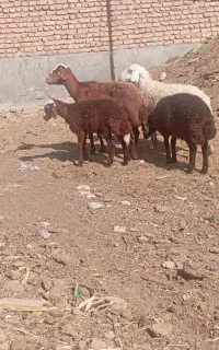 میش زاییده