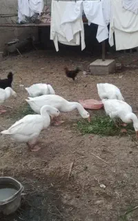 قوغاز