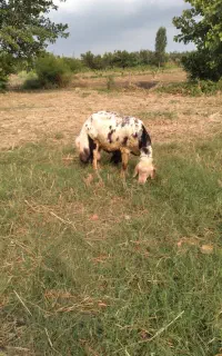 قوچ بروجردی خال سیاه