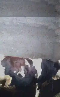 گوساله نر اعلا