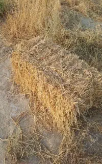 کاه گندم