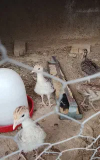 ۴تا جوجه بوقلمون نر ۱ماهه