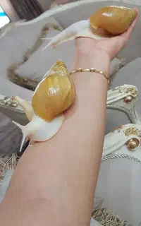 حلزون اچاتینا