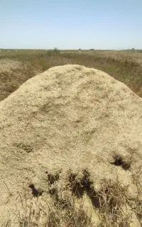 کاه گندم امسال