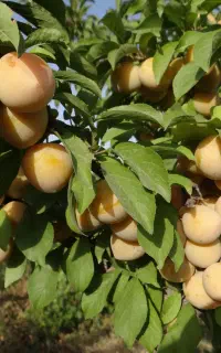 لواشک محلی آلو زرد و سیاه
