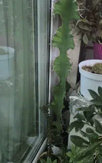فروش کاکتوس