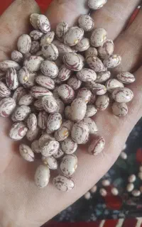 لوبیا چیتی