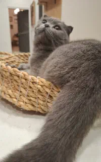 گربه بلو جنسیت ماده سن 7 ماهه
