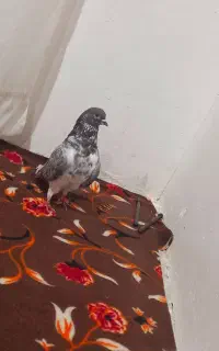 تکپر پرشی شاهرود