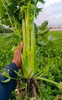 انجام سفارشات میوه و تره بار