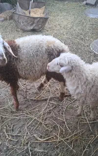 گوسفند نر ماده
