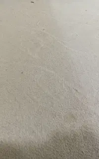 موکت بزرگ
