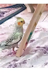 عروس هلندی