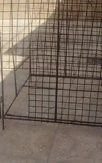 لانه مرغ