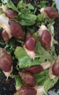 حلزون
