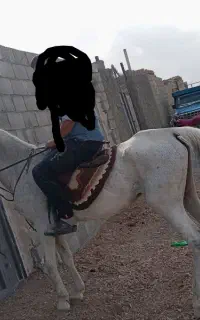 خرید فروش اسب تا سقف35