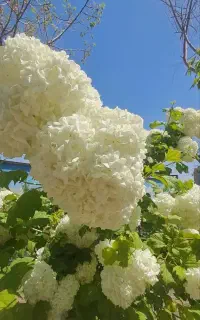 فروش گل بداغ
