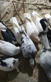 کبوتر پرشی