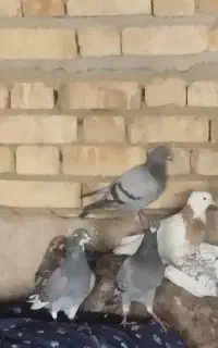کبوتر سبز گمشده