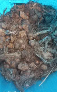 بذر زعفران درجه یک