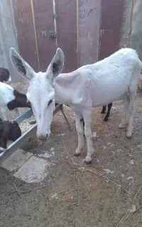 سرگرمی وتفریح