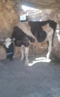 گاو وگوساله