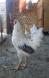تخم مرغ گلین نطفه دار ونیمچه۳ماهه
