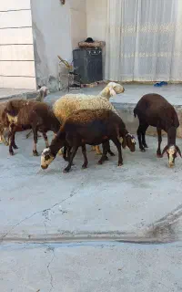 گوسفندداشتی