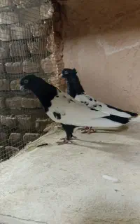 چهار جفت سینه سیاه نر و ماده بدون ارایش