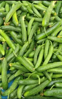 خیار خیارشوری بوستان خوردنی سالادی