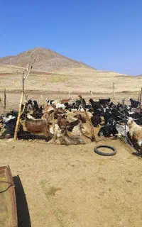 بز چاق