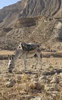 الاغ نر