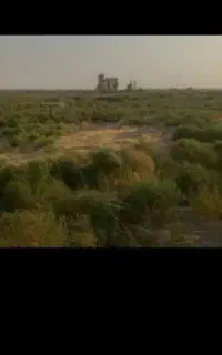 خار شتر