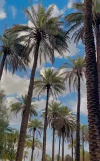 نخل