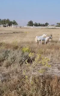 بزوگیسه سومال اصل ودرجه یک