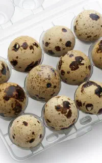 تخم بلدرچین نطفه دار و خوراکی