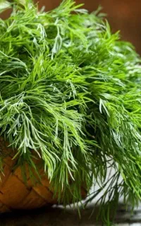 سبزیجات  آماده بهار