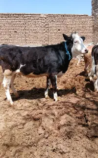 خریدفروش گوساله ماده گاو و...