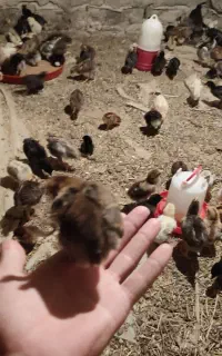 جوجه محلی زابل  در سنین مختلف