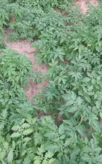 نشای گوجه  فرنگی‌