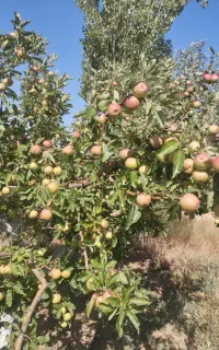 سیب گالا