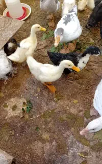فروش۵ عدد غاز جوان و۱۰عدد نیمچه اردک