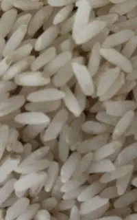 برنج چمپا منطقه ششبهره