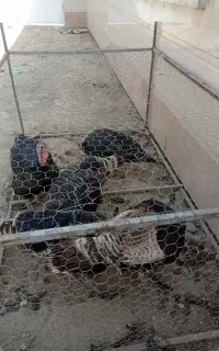 بوقلمون نر معاوضه با ماده