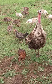۲۰ قطعه جوجه بوقلمون ۳ ماهه